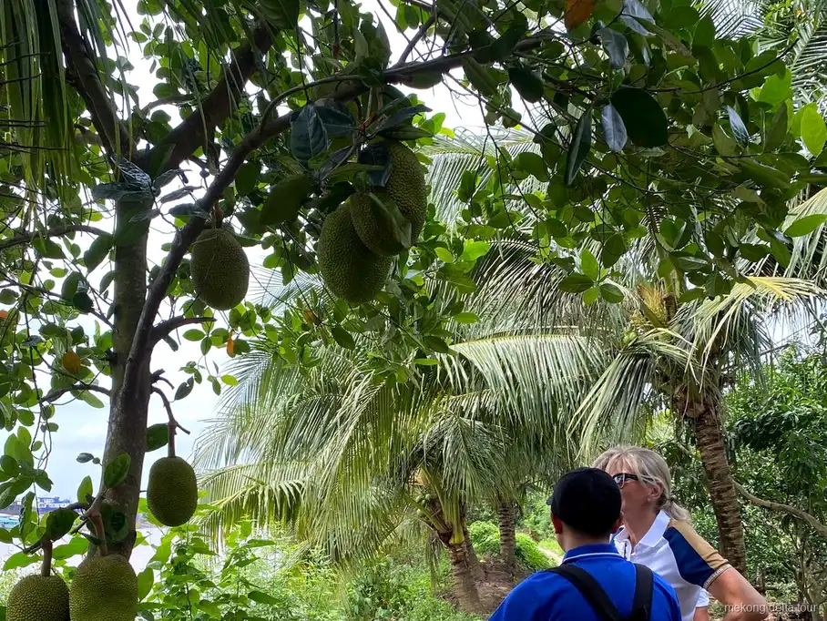Balade en sampan à la rame à travers les canaux de cocotiers à Ben Tre